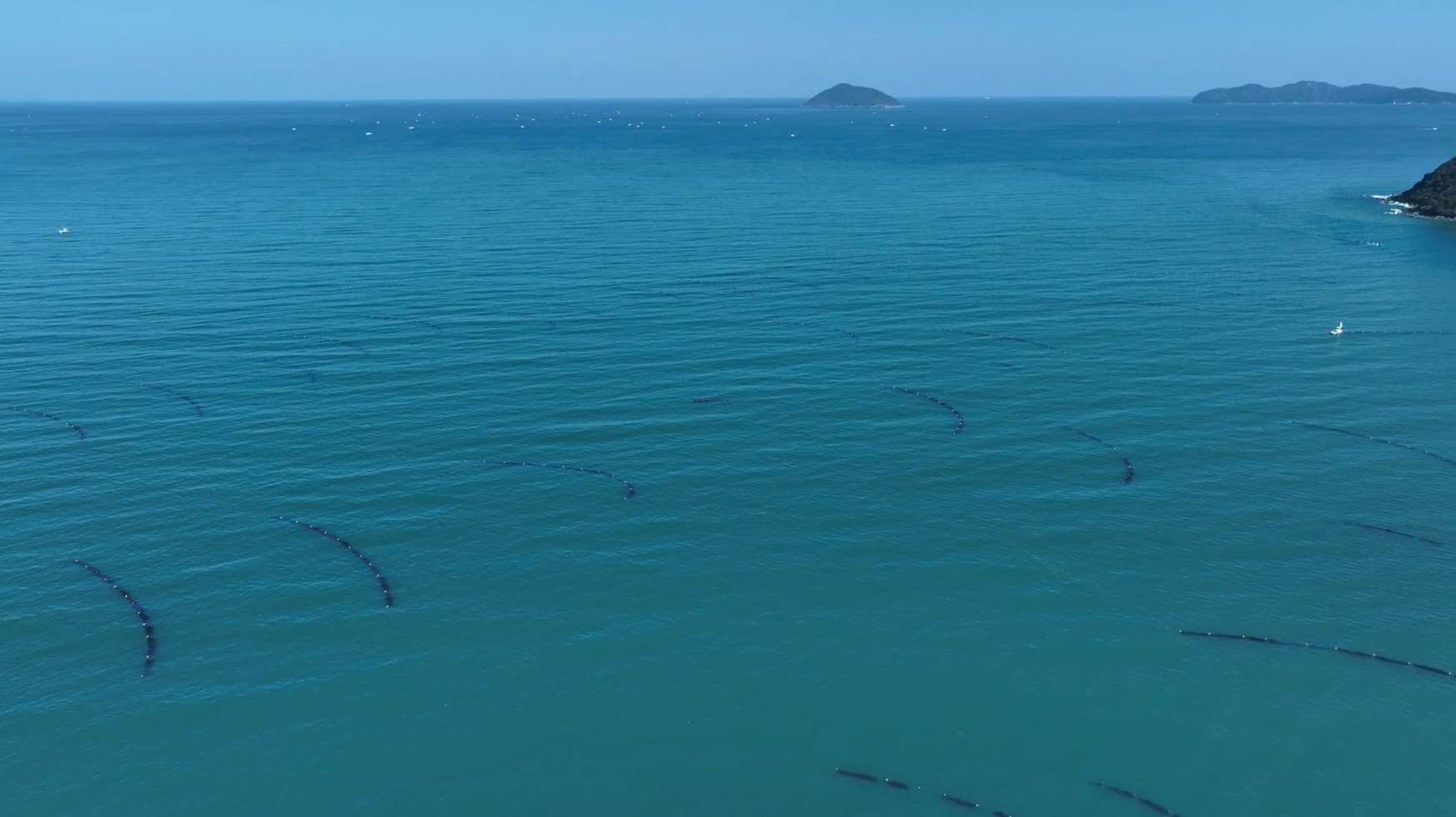 糸島ワカメ